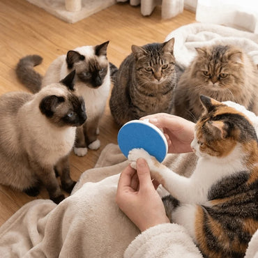 Pet Nail Grinding Pad